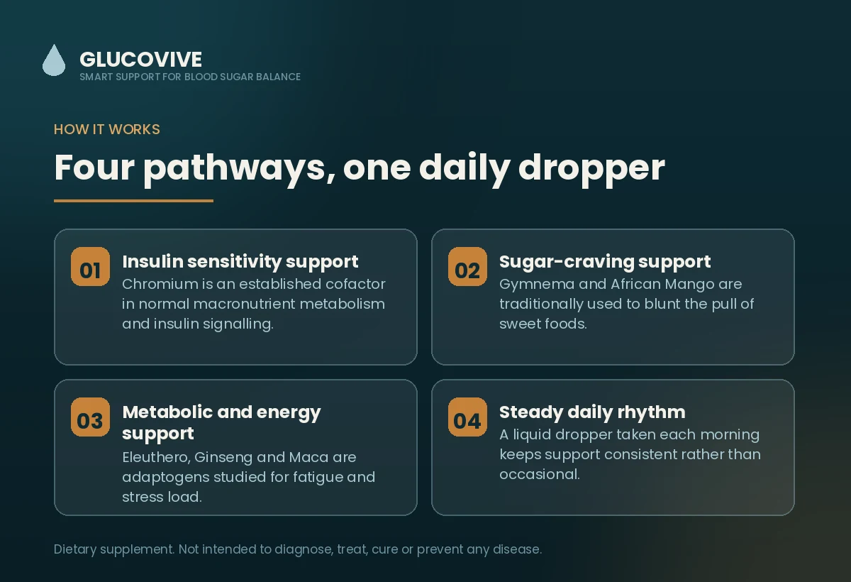 How Glucovive works — four pathways, one daily dropper